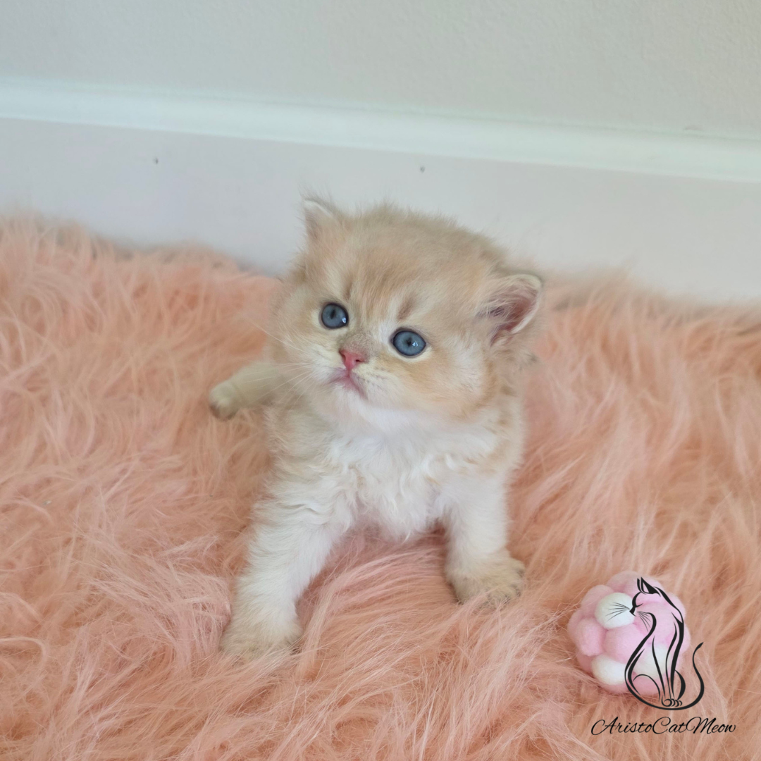 Pink Kitten