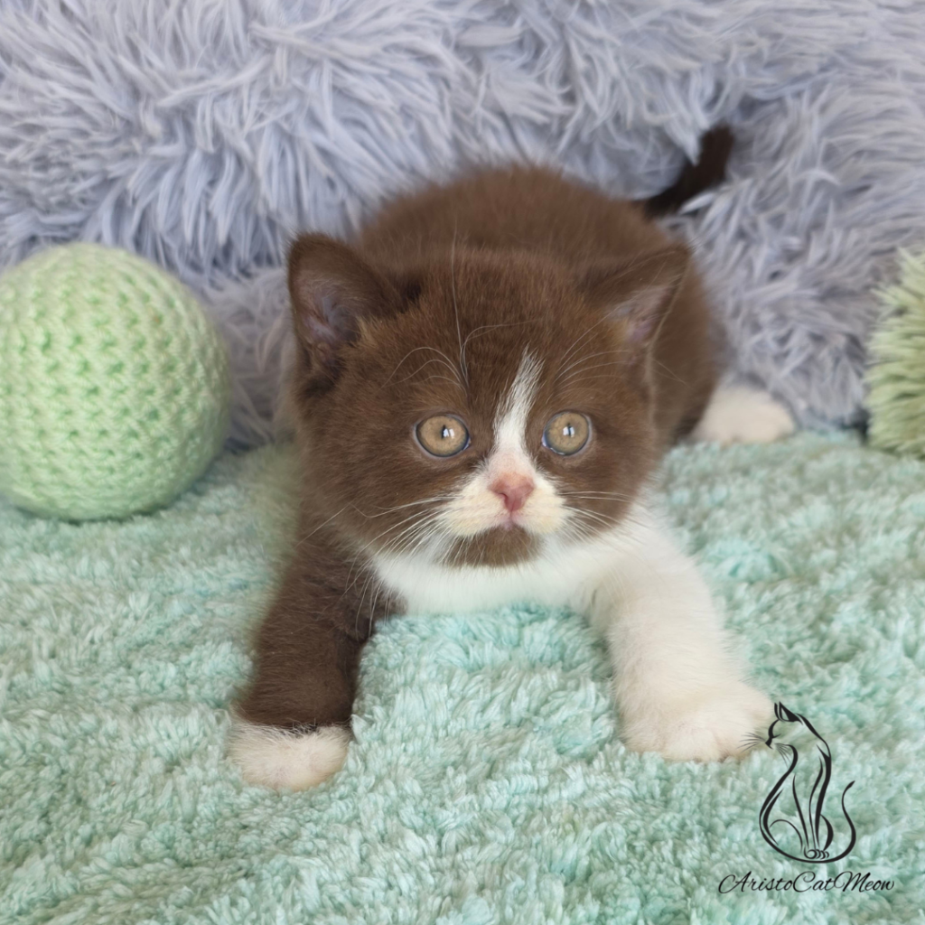 Britiah shorthair kittens
