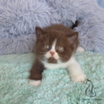 Britiah shorthair kittens