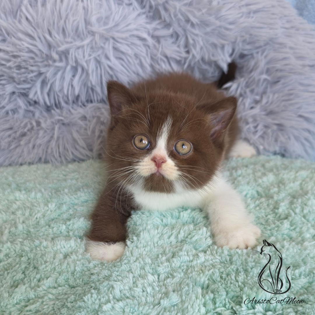 Britiah shorthair kittens