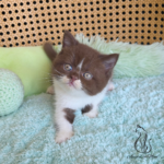 British chocolate kittens