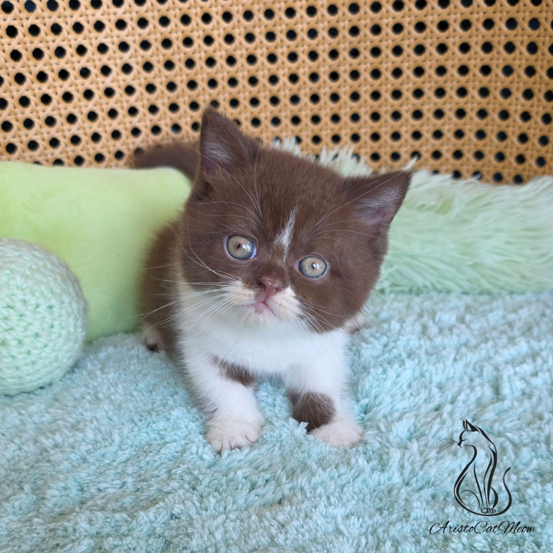 British chocolate kittens