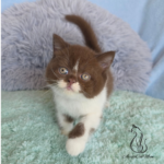 British chocolate kittens