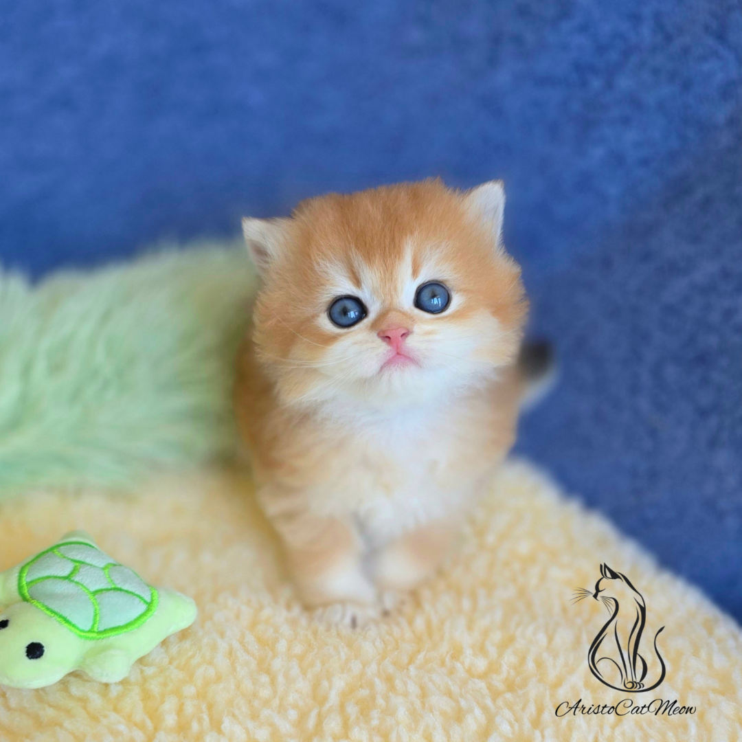 kittens