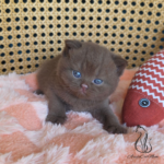 British shorthair kittens