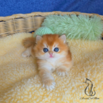 kittens for adoption