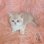 kitten for sale