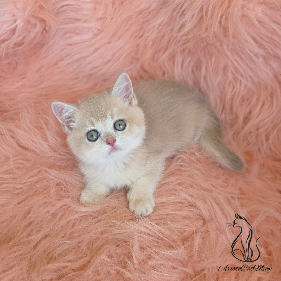 kitten for sale