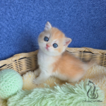 British golden shorthair kittens