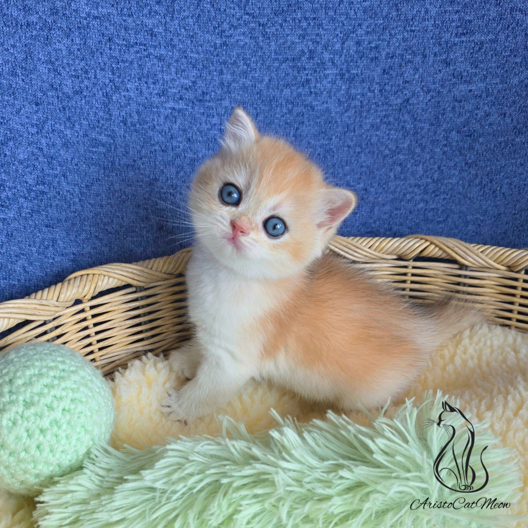 British golden shorthair kittens