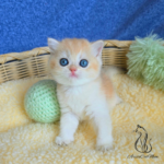 British golden shorthair kittens