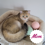 British golden shorthair kittens