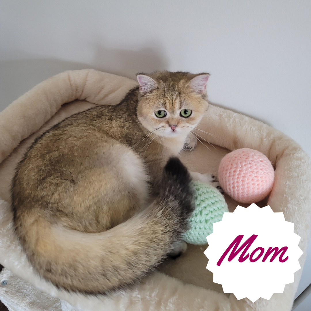 British golden shorthair kittens