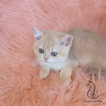 British shorthair pink kitten for sale