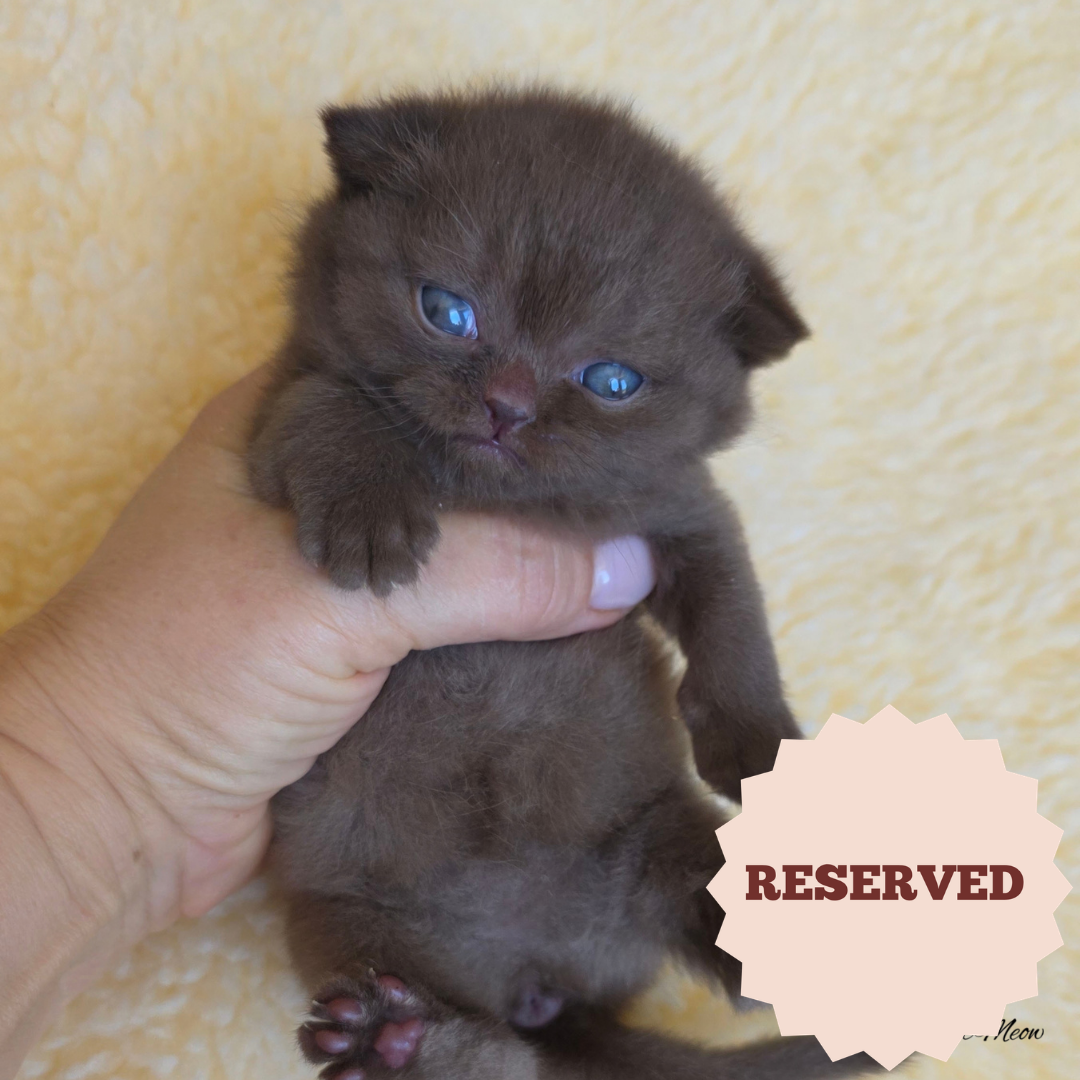 Mocha – British Shorthair Kittens USA