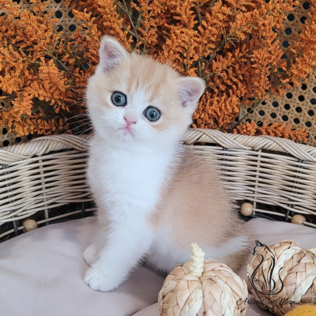 British shorthair kitten