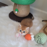 British Shorthair kittens