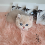 British Shorthair kittens