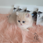 British Shorthair kittens