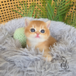 British golden kittens