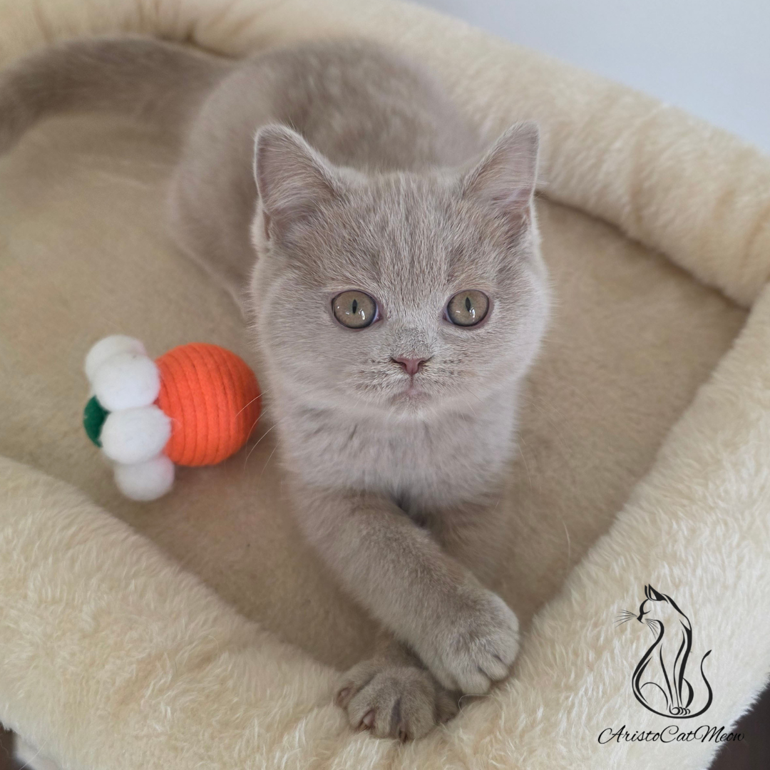 British shorthair kittens
