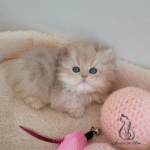 British kittens for sale