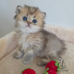Adopt kitten
