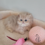 British kittens for sale