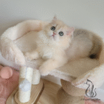 Purebred kitten for adoption near me