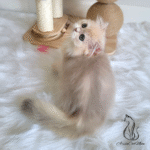 kitten for sale
