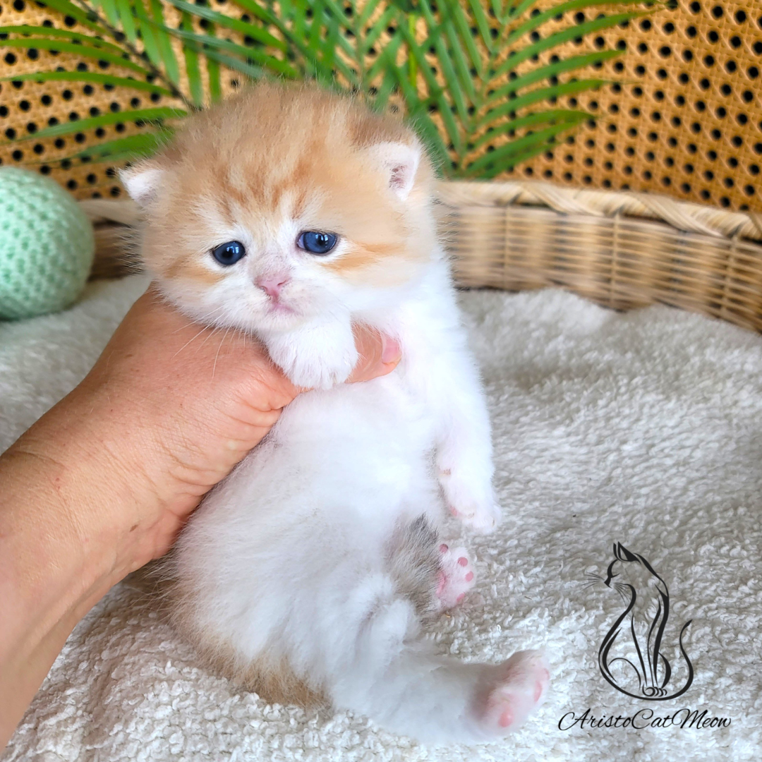purebred kittens for sale
