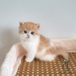 Cute kitten