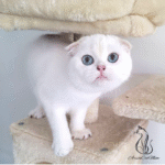 Kitten for sale near me