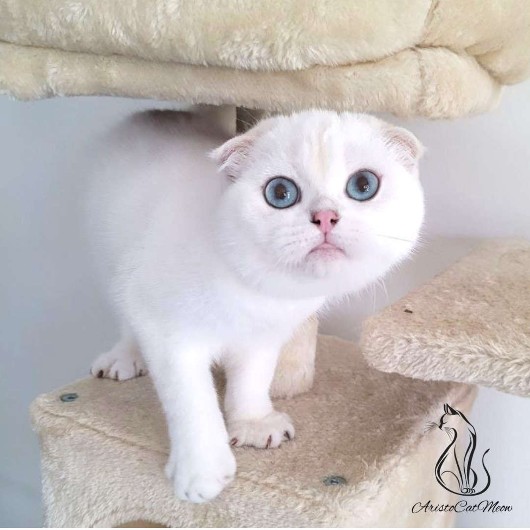 Kitten for sale near me