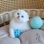Scottish fold kittens