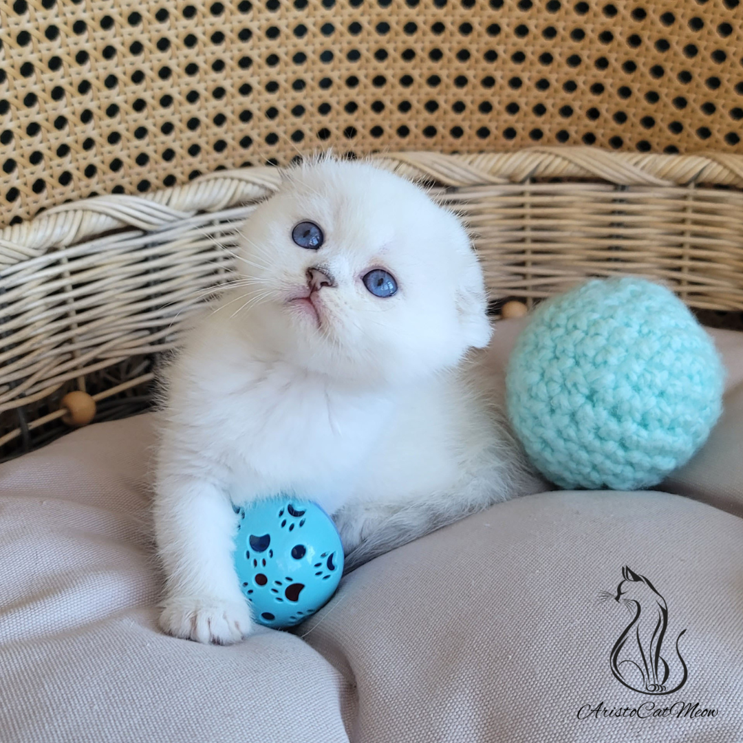 Scottish fold kittens