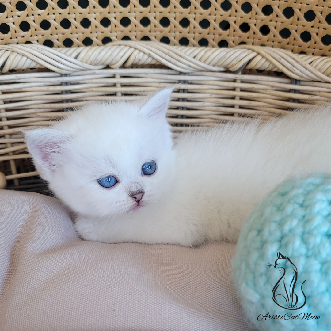 Kittens for sale