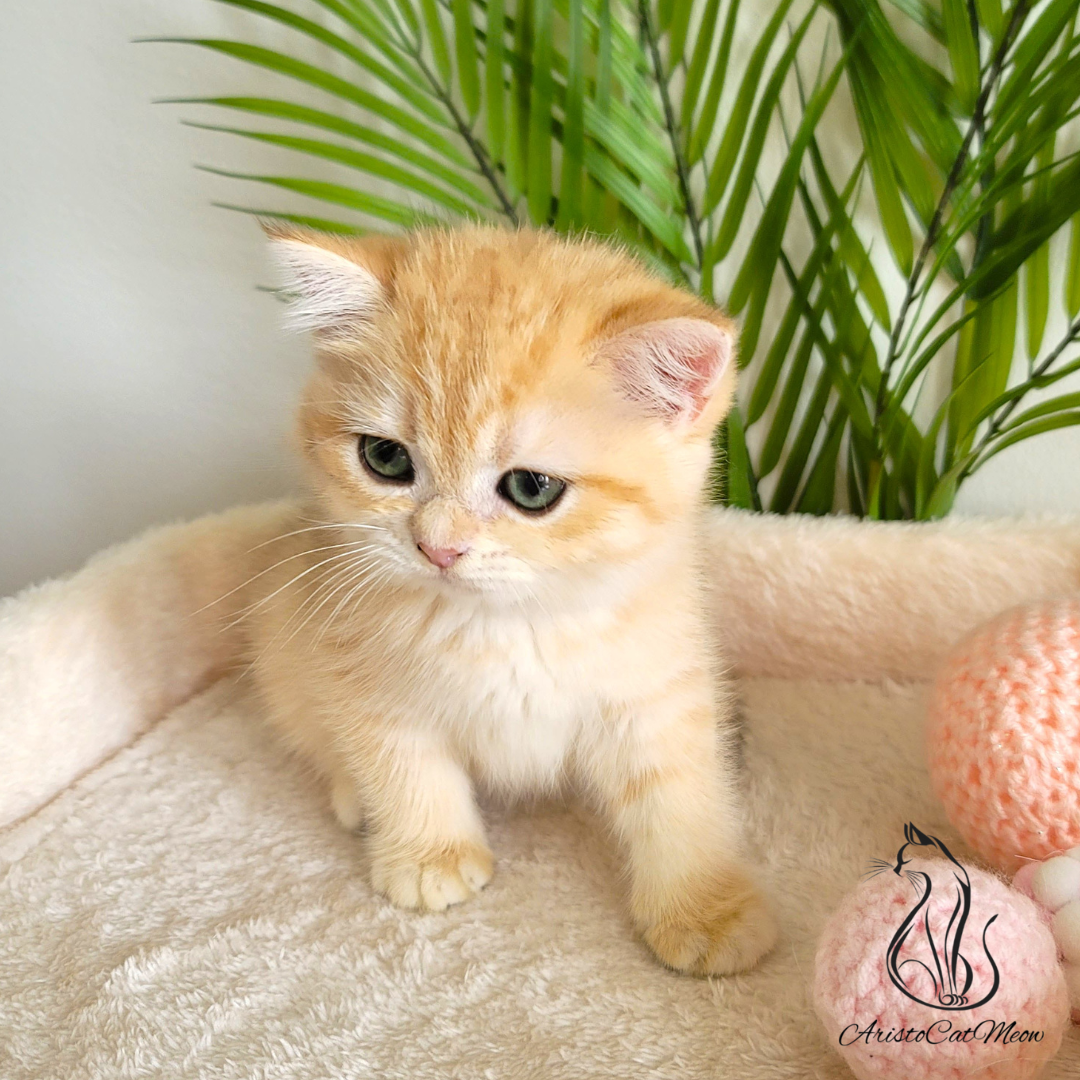 buy kitten near me