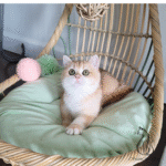 Buy kitten near me