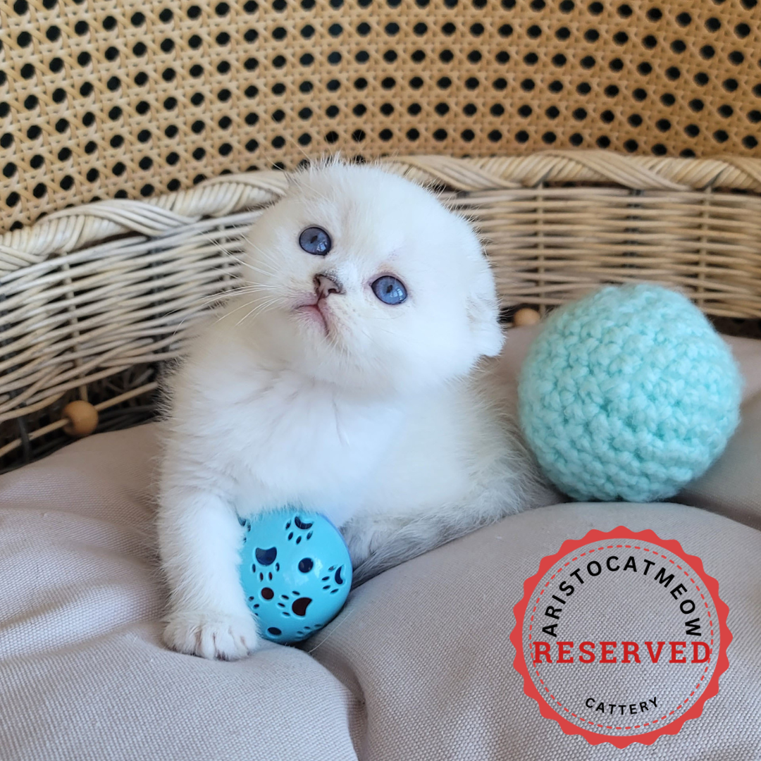 Scottish fold kitten
