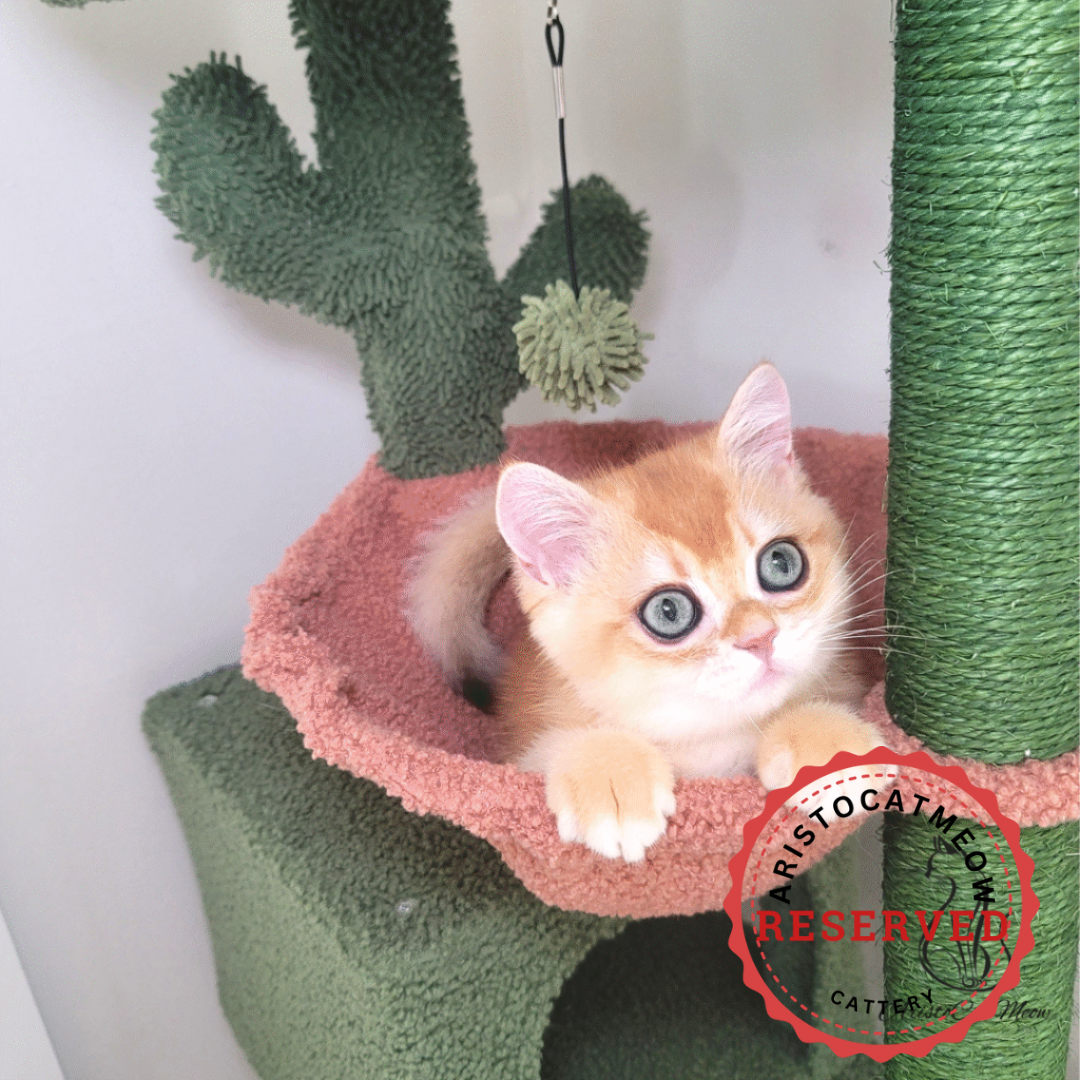 Adopt kitten near me