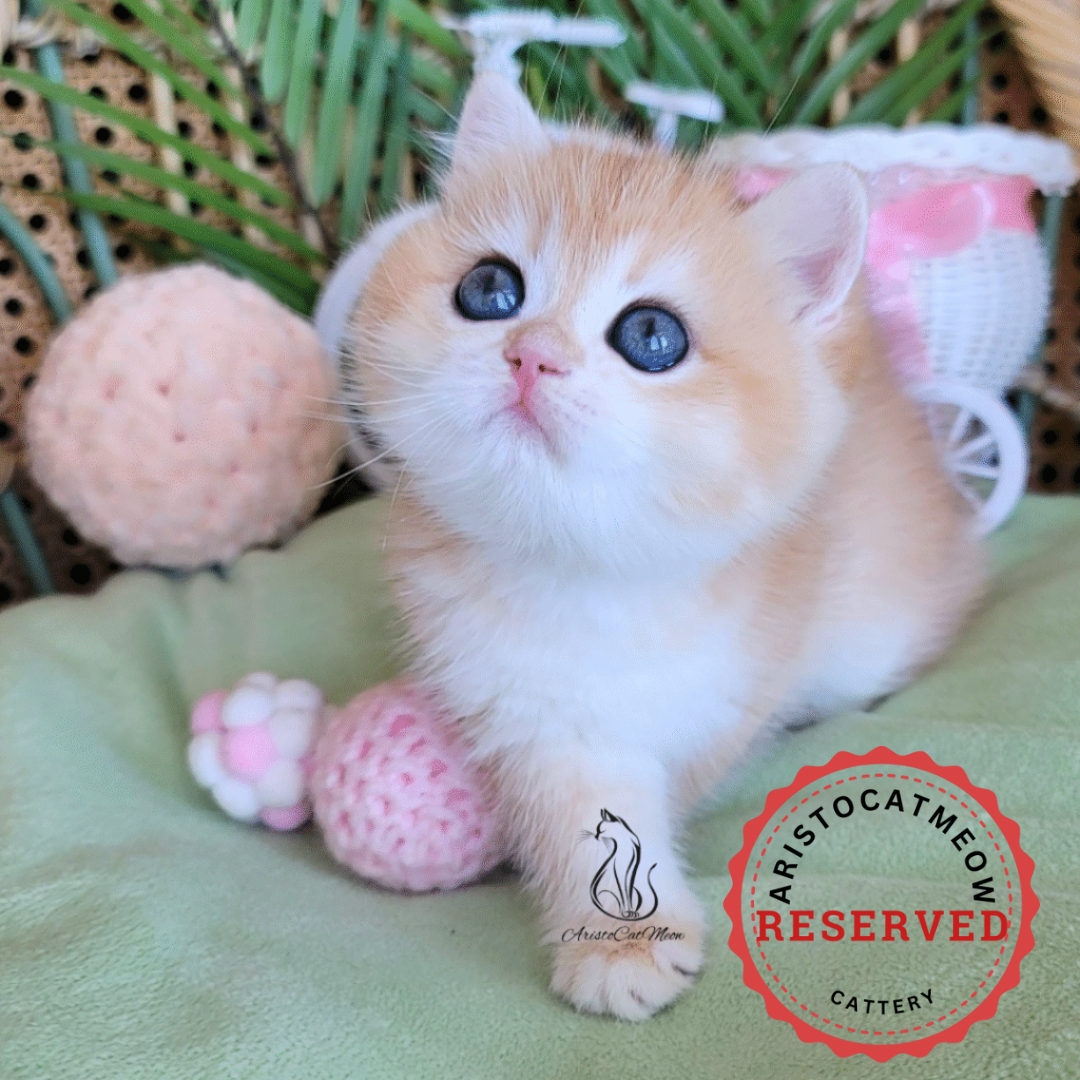 purebred kitten