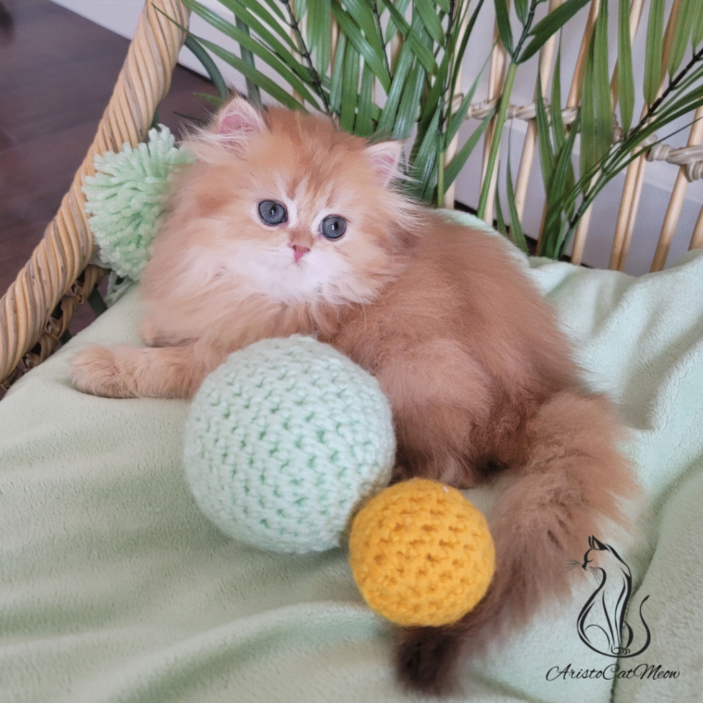 buy kitten near me