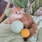 buy kitten near me