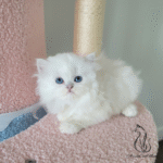 Purebred kittens for sale near me