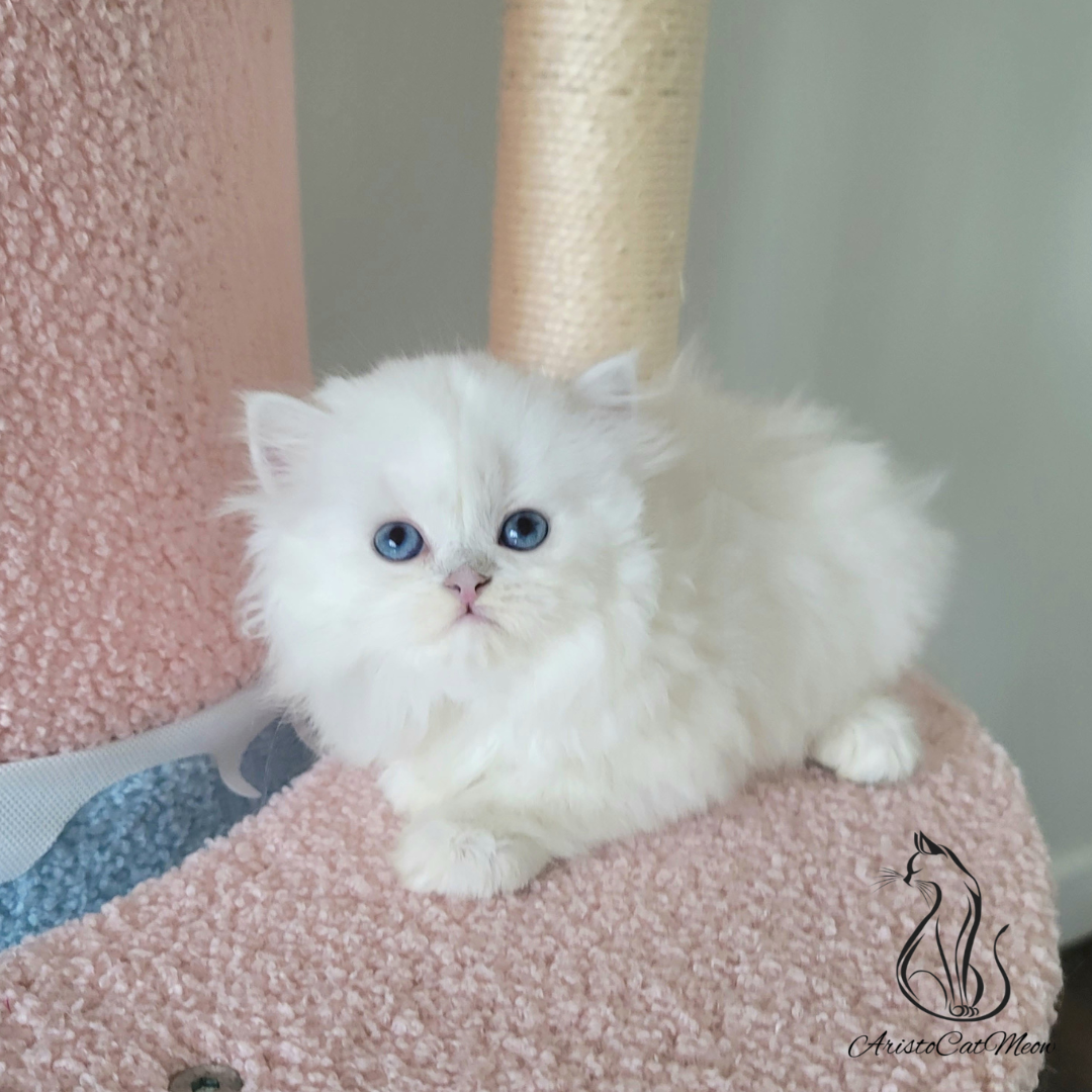 Purebred kittens for sale near me
