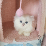buy kitten near me