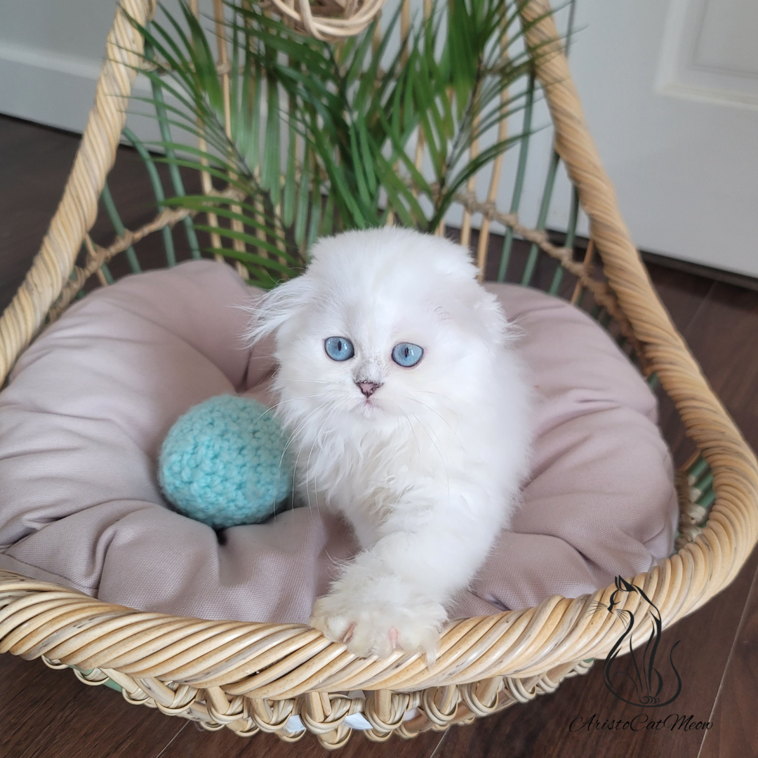 Scottish fold kittens for sale near me