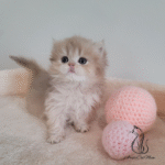 British kittens for sale