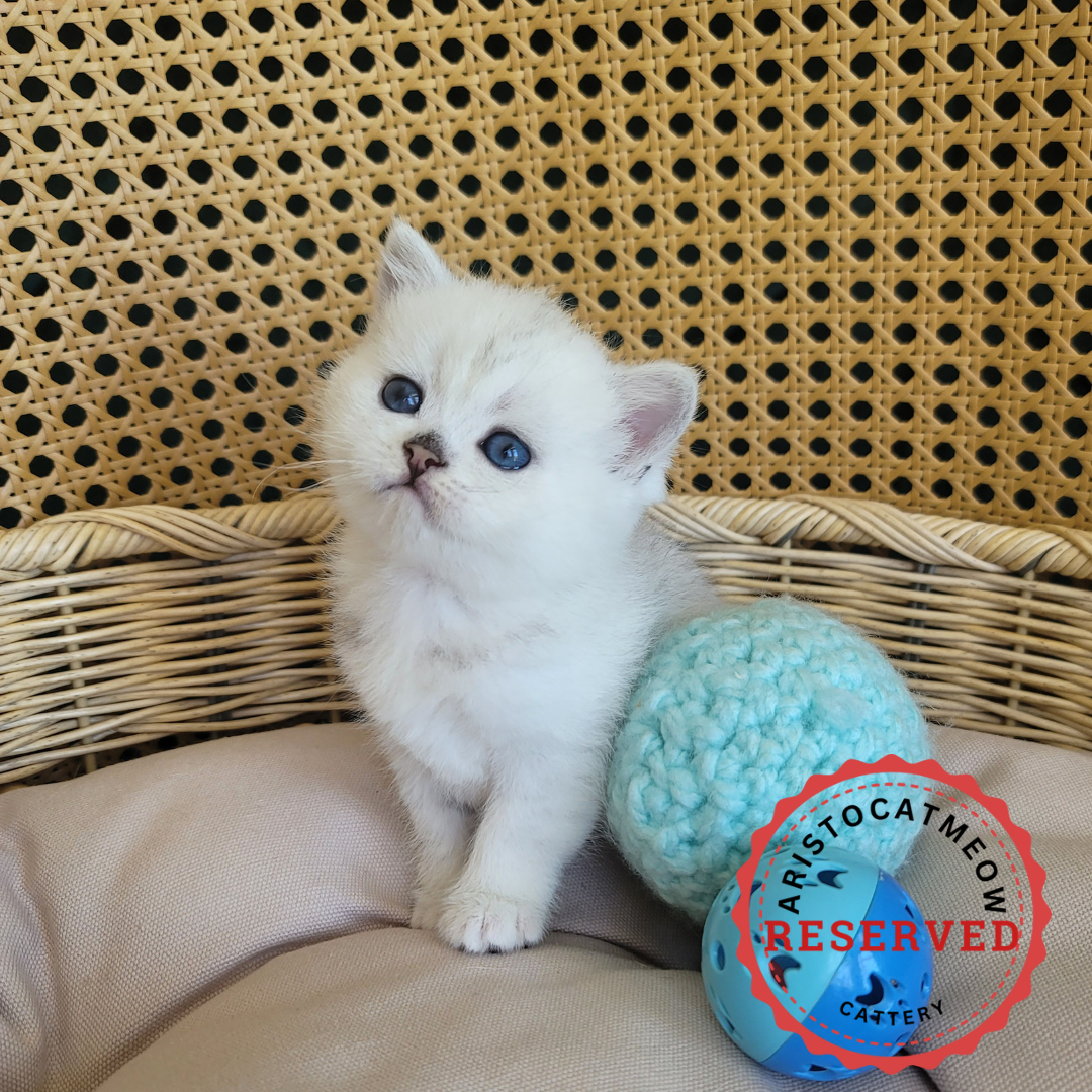 kitten for sale